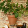 Olla rayée vert et vert Pépin