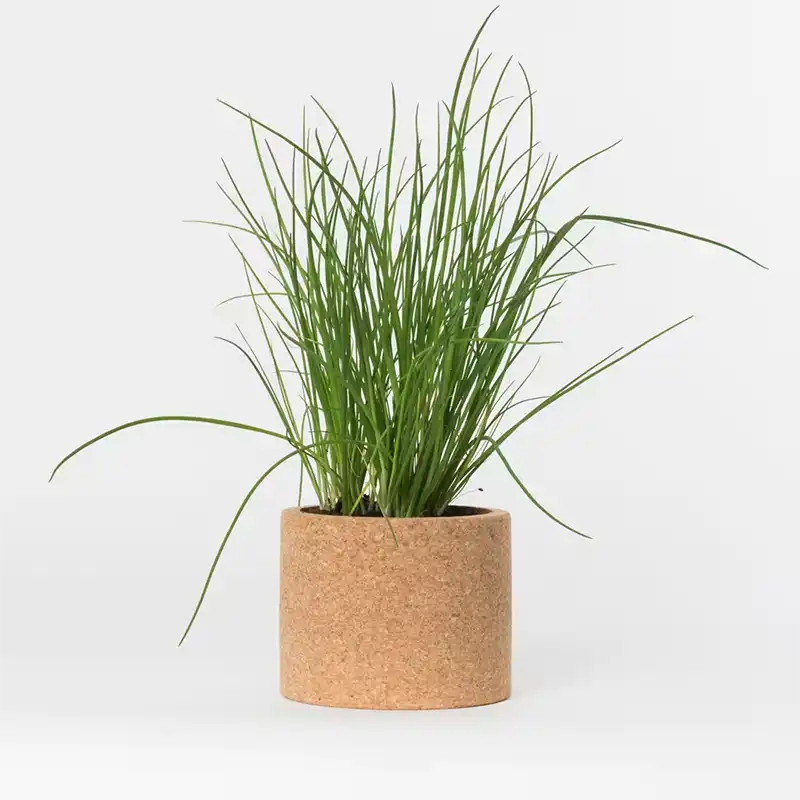 Pot de culture ciboulette dans une boîte en liège Life in a bag