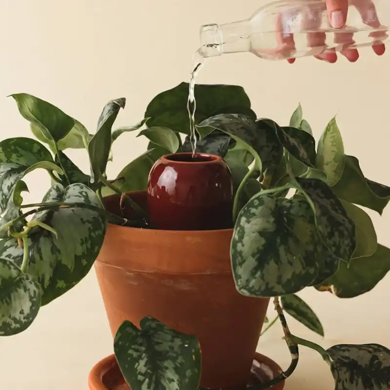 Olla bordeaux Pépin